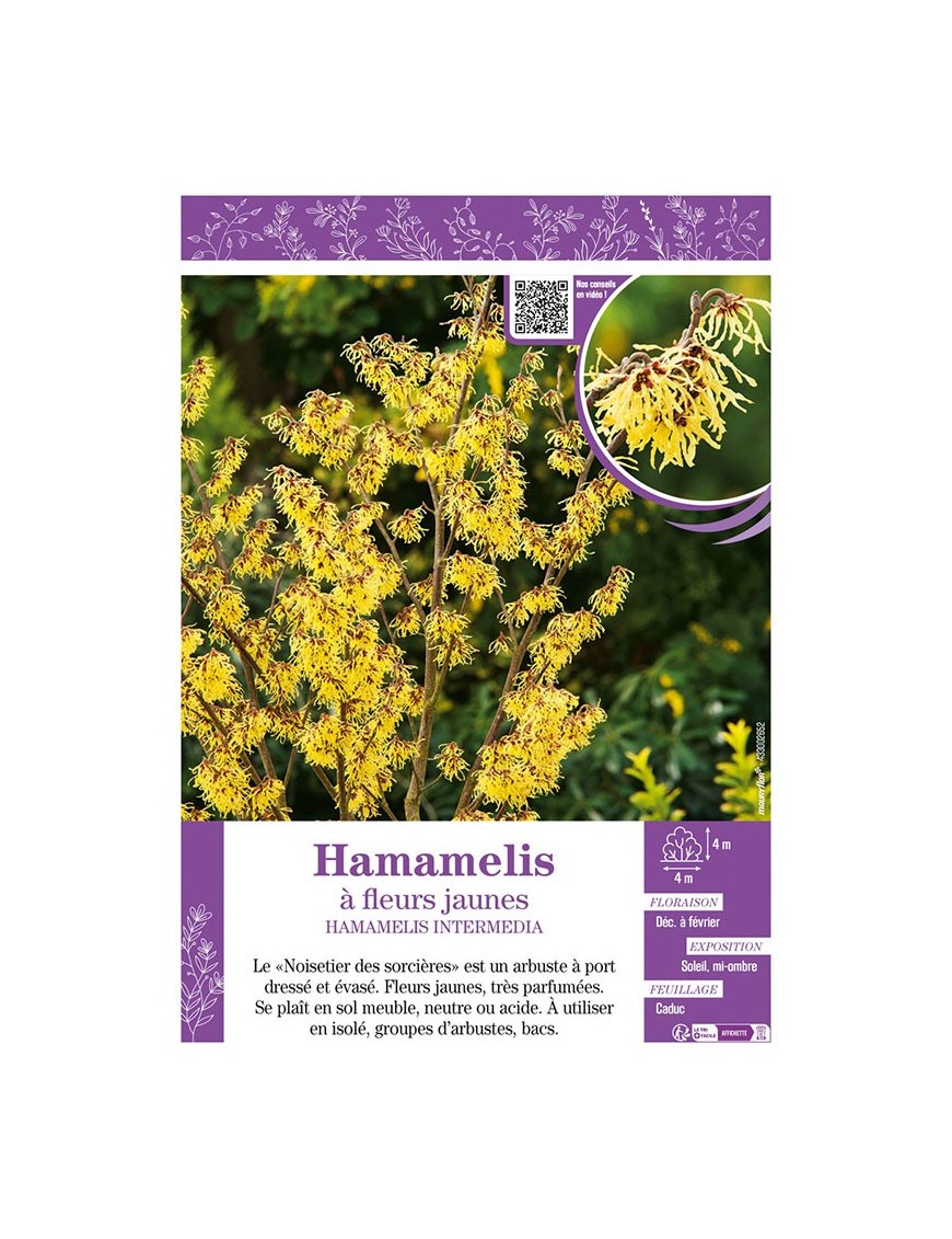 HAMAMELIS INTERMEDIA à fleurs jaunes