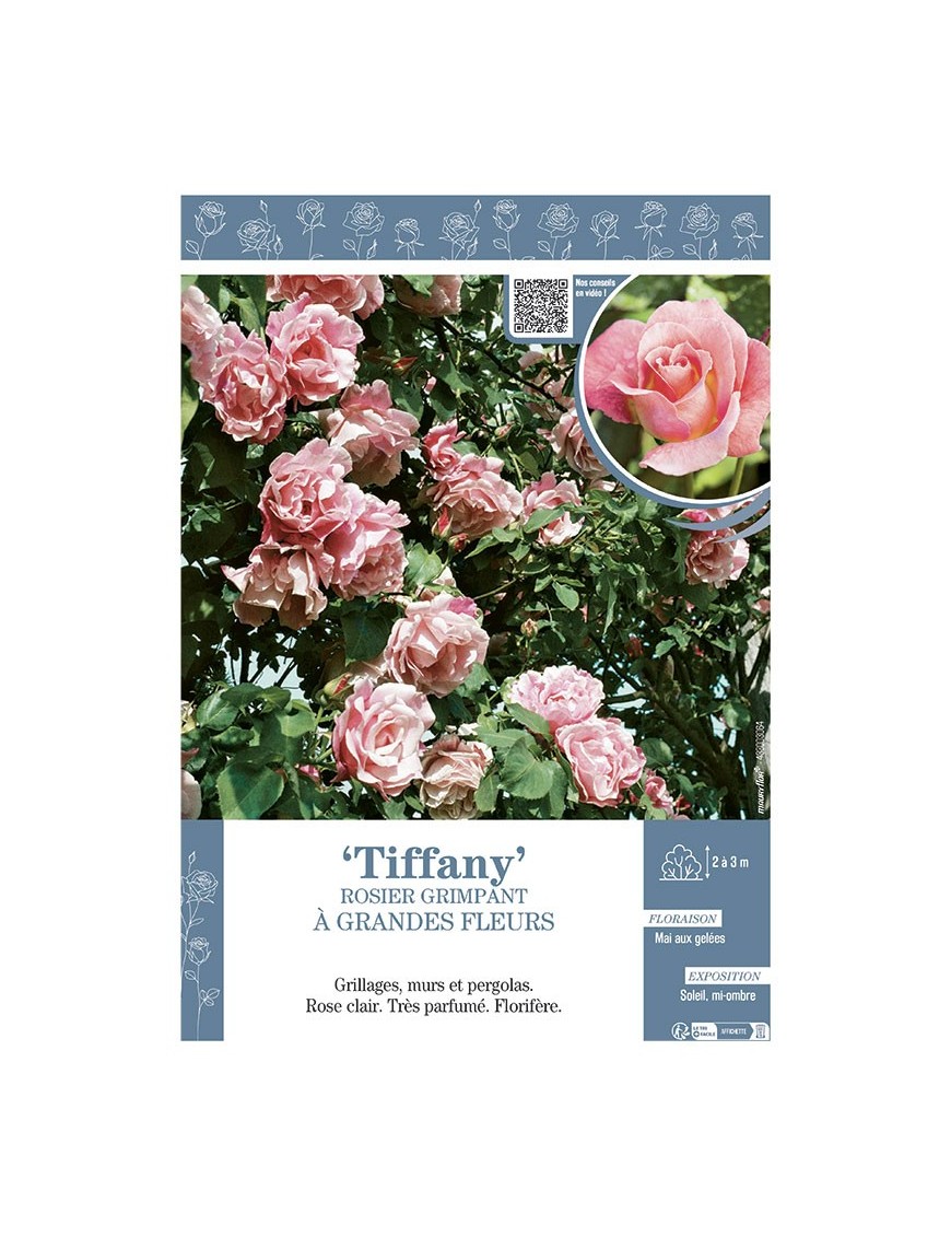 ROSIER GRIMPANT TIFFANY