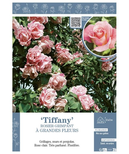 ROSIER GRIMPANT TIFFANY