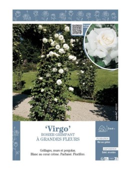ROSIER GRIMPANT VIRGO