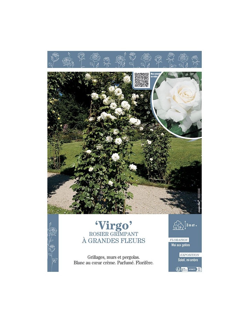 ROSIER GRIMPANT VIRGO