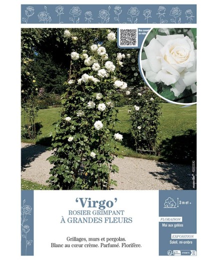 ROSIER GRIMPANT VIRGO