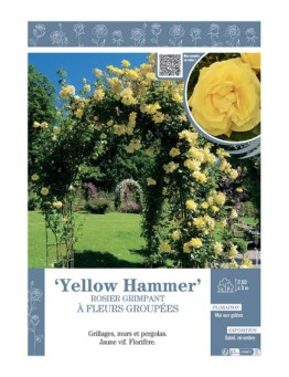 ROSIER GRIMPANT YELLOW HAMMER
