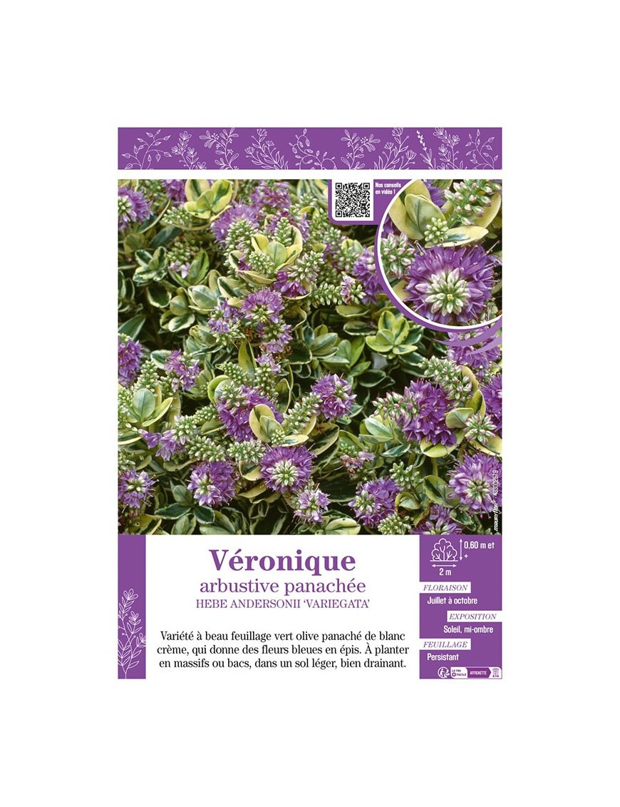 HEBE ANDERSONII ‘VARIEGATA’ voir Véronique arbustive panachée