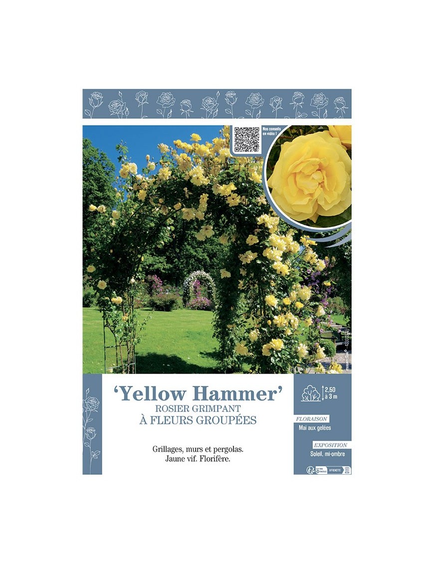 ROSIER GRIMPANT YELLOW HAMMER