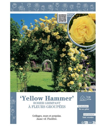 ROSIER GRIMPANT YELLOW HAMMER