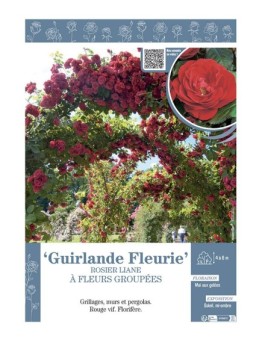 ROSIER LIANE à FLEURS GROUPEES GUIRLANDE FLEURIE
