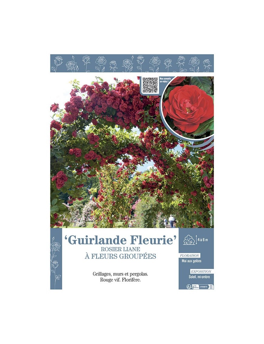 ROSIER LIANE à FLEURS GROUPEES GUIRLANDE FLEURIE