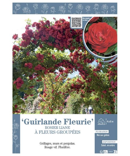 ROSIER LIANE à FLEURS GROUPEES GUIRLANDE FLEURIE