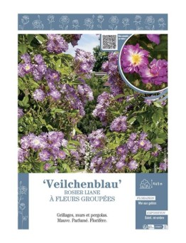 ROSIER LIANE à FLEURS GROUPEES VEILCHENBLAU