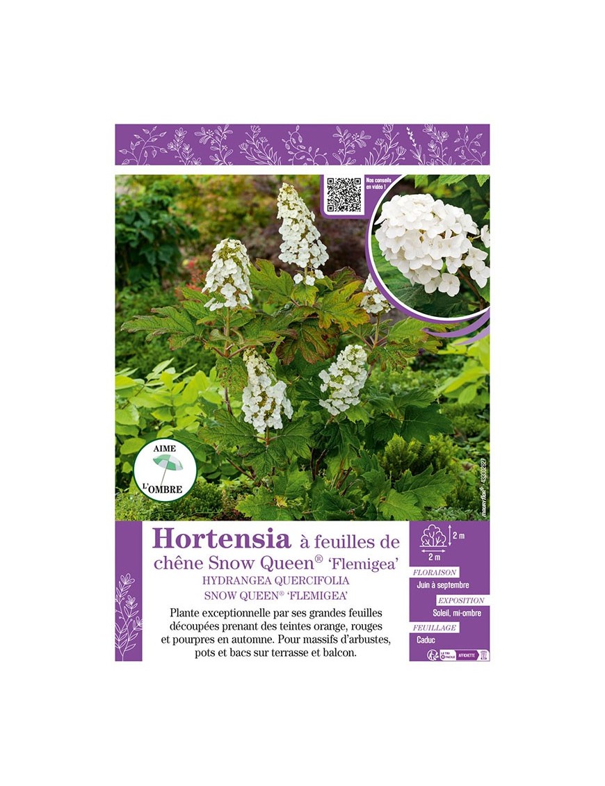 HYDRANGEA QUERCIFOLIA SNOW QUEEN® FLEMIGEA voir Hortensia à feuilles de chêne