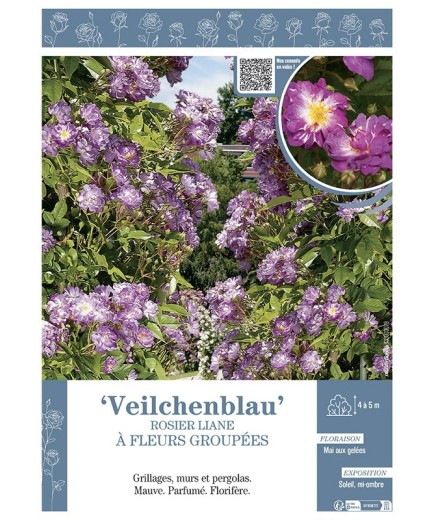 ROSIER LIANE à FLEURS GROUPEES VEILCHENBLAU