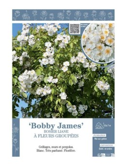 ROSIER LIANE BOBBY JAMES