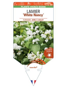 LAMIUM maculatum White Nancy voir Lamier