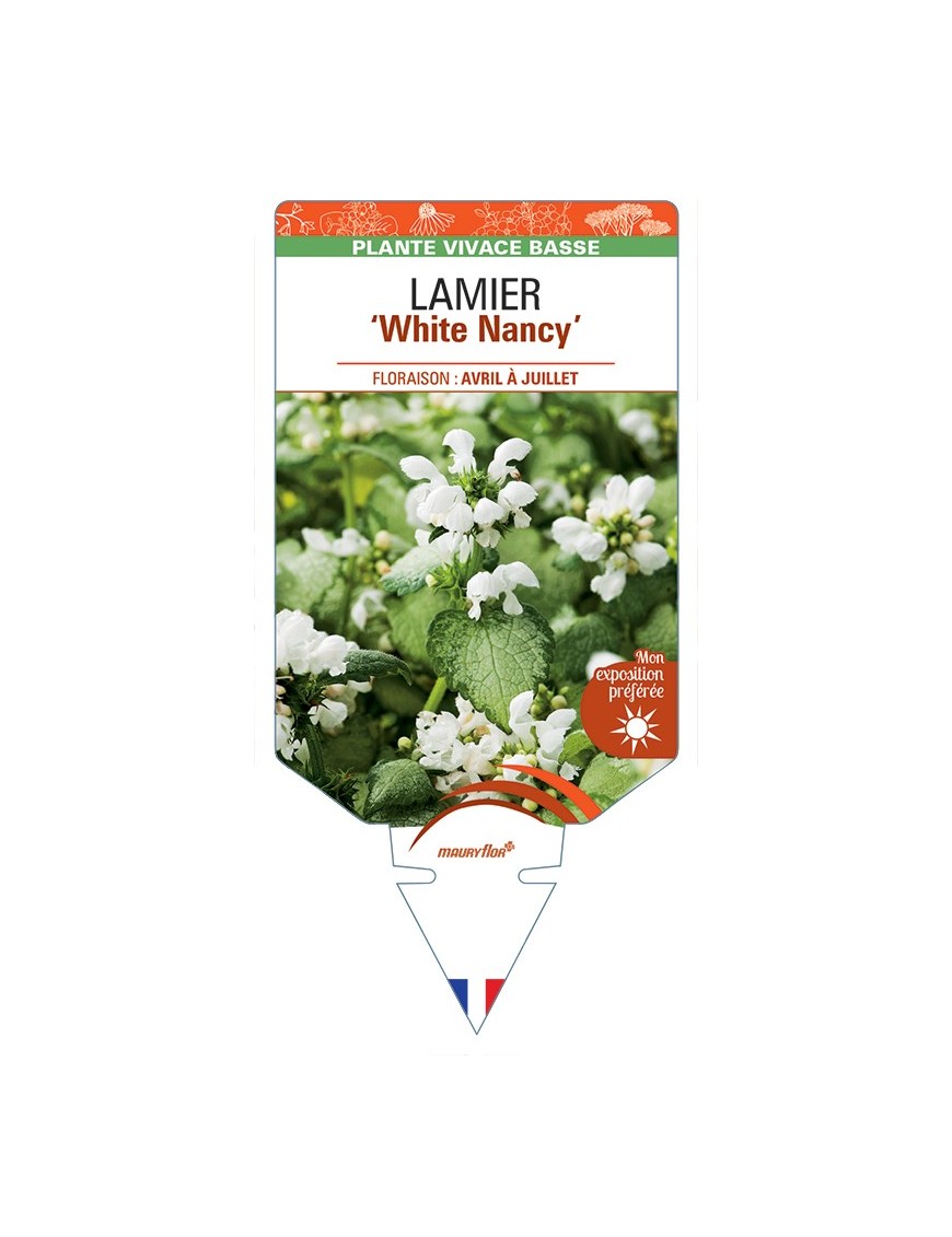 LAMIUM maculatum White Nancy voir Lamier