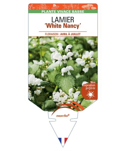 LAMIUM maculatum White Nancy voir Lamier