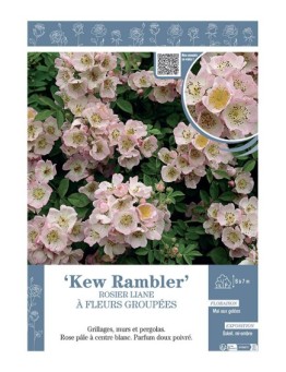 ROSIER LIANE KEW RAMBLER