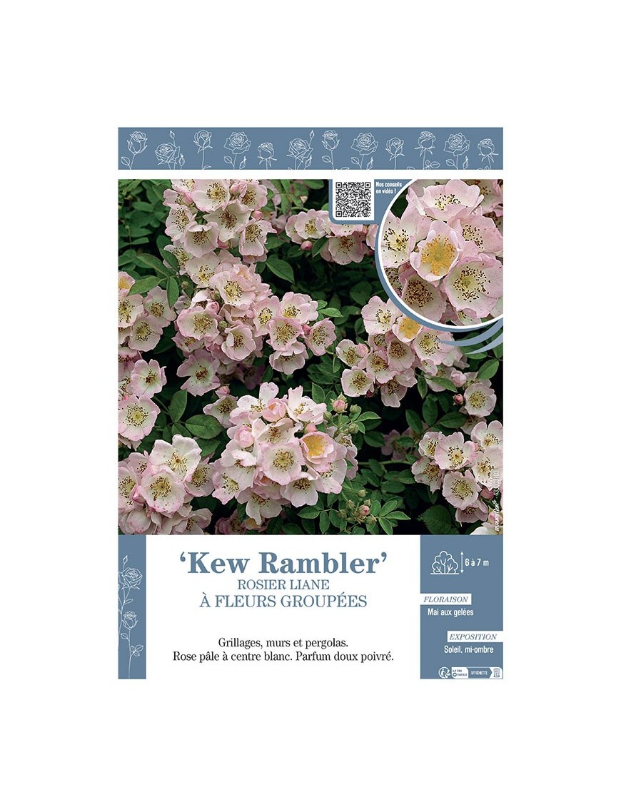 ROSIER LIANE KEW RAMBLER