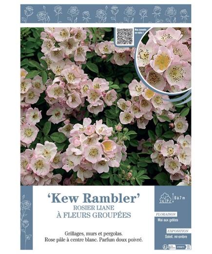 ROSIER LIANE KEW RAMBLER