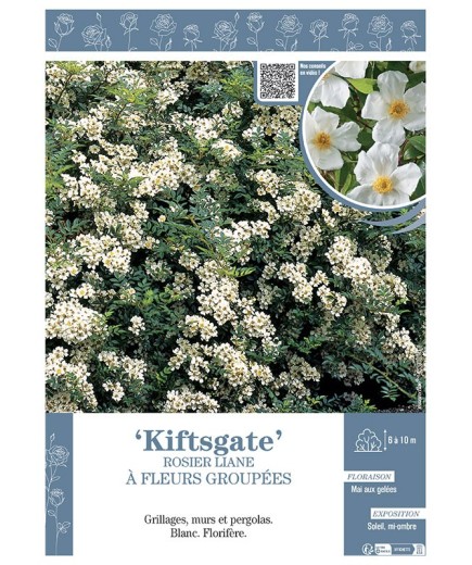 ROSIER LIANE KIFTSGATE
