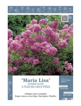 ROSIER LIANE MARIA LISA
