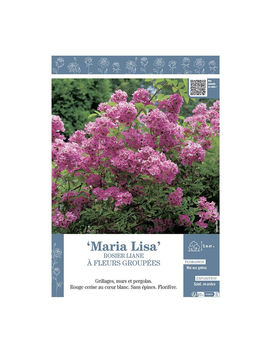 ROSIER LIANE MARIA LISA