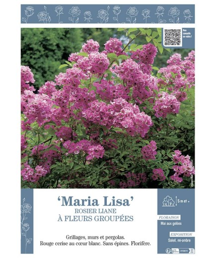 ROSIER LIANE MARIA LISA