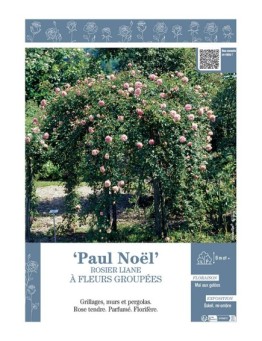 ROSIER LIANE PAUL NOEL