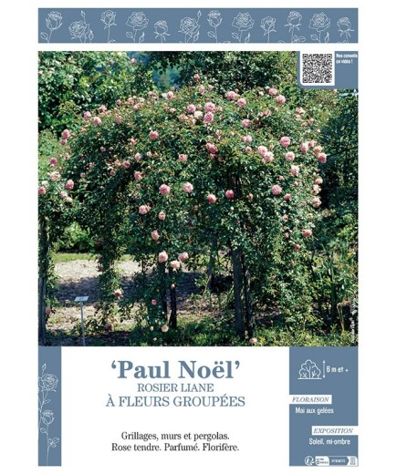 ROSIER LIANE PAUL NOEL