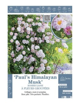 ROSIER LIANE PAUL'S HIMALAYAN MUSK