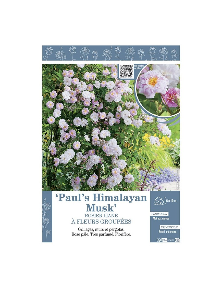 ROSIER LIANE PAUL'S HIMALAYAN MUSK