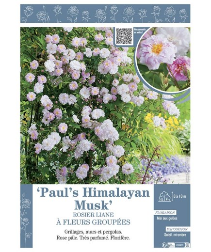 ROSIER LIANE PAUL'S HIMALAYAN MUSK