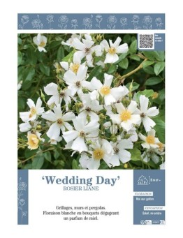 ROSIER LIANE WEDDING DAY