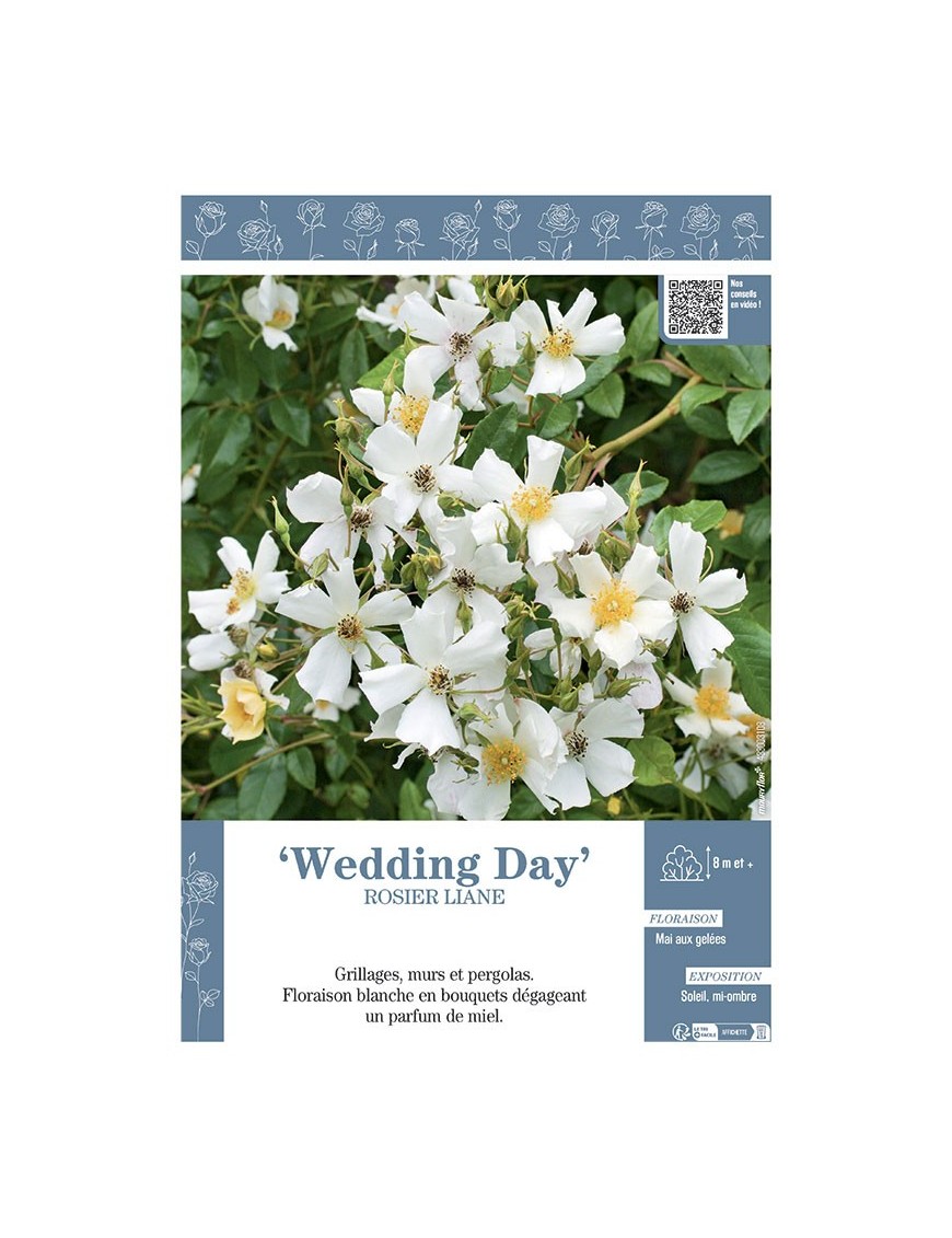 ROSIER LIANE WEDDING DAY