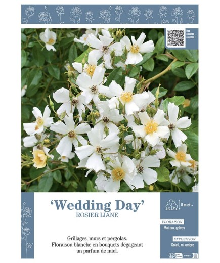 ROSIER LIANE WEDDING DAY