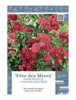 ROSIER MINIATURE À FLEURS GROUPÉES FETE DES MERES
