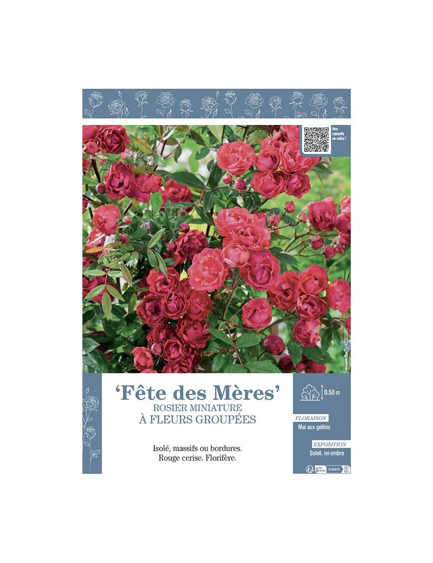 ROSIER MINIATURE À FLEURS GROUPÉES FETE DES MERES