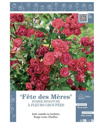 ROSIER MINIATURE À FLEURS GROUPÉES FETE DES MERES