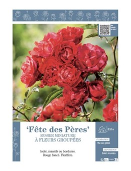 ROSIER MINIATURE À FLEURS GROUPÉES FETE DES PERES