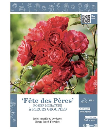 ROSIER MINIATURE À FLEURS GROUPÉES FETE DES PERES