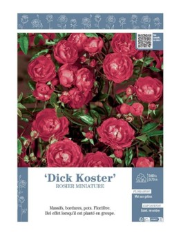 ROSIER MINIATURE DICK KOSTER