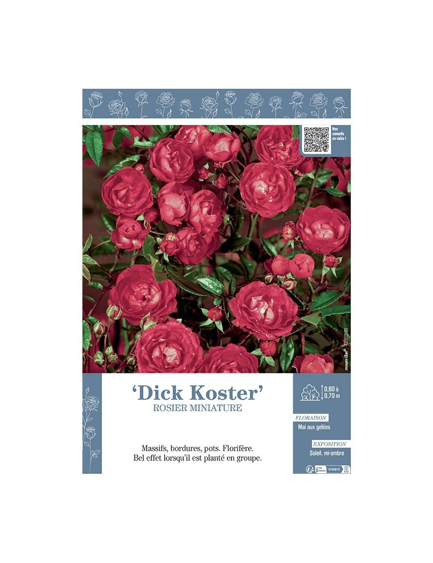 ROSIER MINIATURE DICK KOSTER