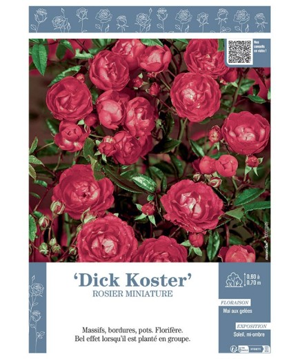 ROSIER MINIATURE DICK KOSTER
