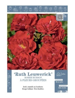 ROSIER PAYSAGER À FLEURS GROUPÉES RUTH LEUWERICK