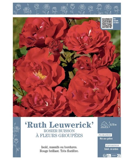 ROSIER PAYSAGER À FLEURS GROUPÉES RUTH LEUWERICK