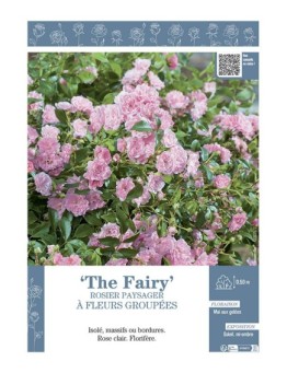 ROSIER PAYSAGER À FLEURS GROUPÉES THE FAIRY
