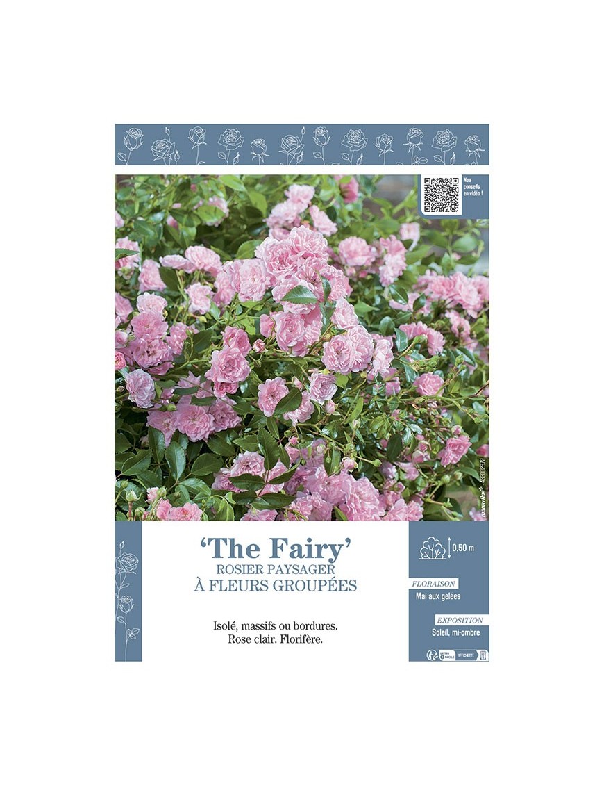 ROSIER PAYSAGER À FLEURS GROUPÉES THE FAIRY