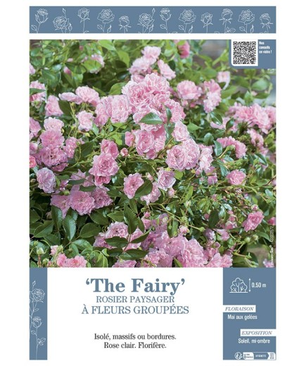 ROSIER PAYSAGER À FLEURS GROUPÉES THE FAIRY