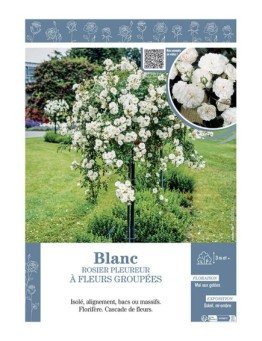 ROSIER PLEUREUR à FLEURS GROUPEES BLANC