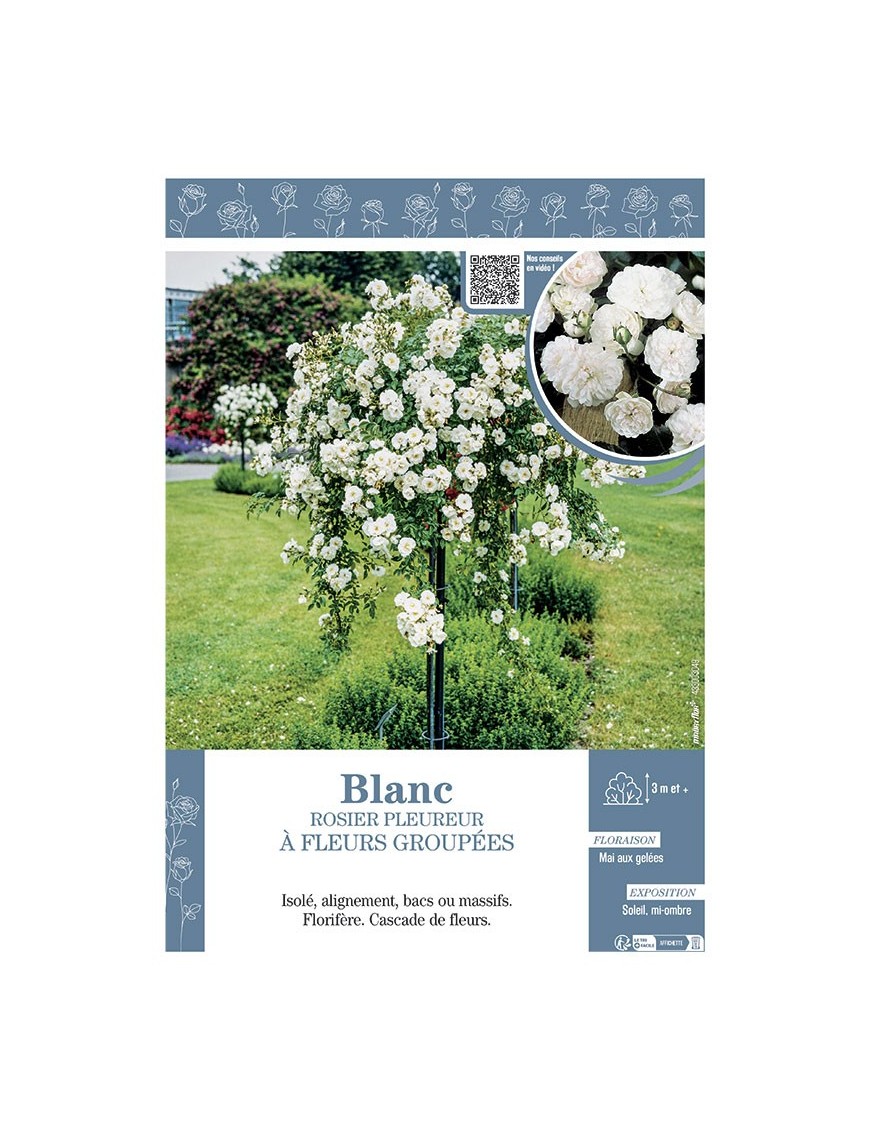 ROSIER PLEUREUR à FLEURS GROUPEES BLANC